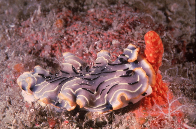 Dermatobranchus gonatophora